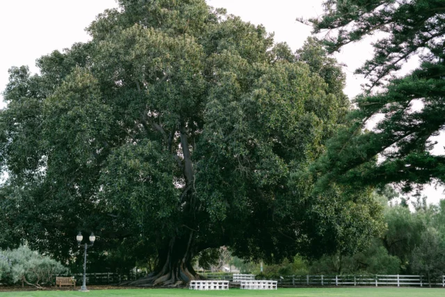 Besides our couples, Big Fig is a star at all of our weddings! This massive tree is a perfect backdrop for ceremonies, couple photos, or however you choose to showcase it! There's such a beautiful connection to history and nature here at Camarillo Ranch. Contact us for a tour today!⁠
⁠
#camarilloranch #camarilloranchweddings #camarilloranchevents #weddingvenue #eventvenue #historicalvenue #dreamwedding #outdoorwedding #weddinginpso #weddingideas #linkinbio